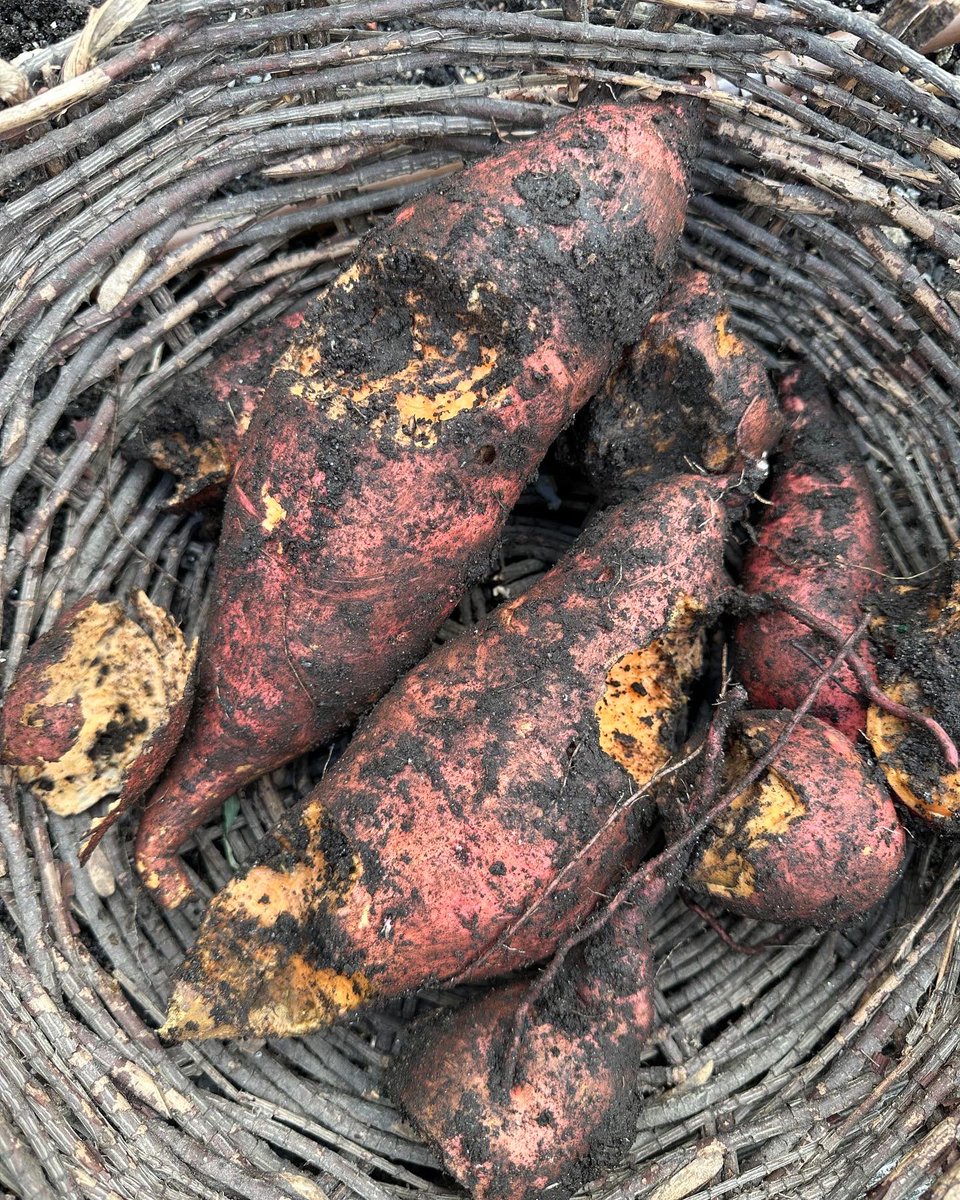 Critters ate my sweet potato harvest: nothing left but skin & chewed chunks. What are your favorite sweet potato recipes (even though I’m not having any tonight as hoped)?
#fallharvest #critters #yum #sweetpotatoes #wompwomp #chrissarandon #cookingbyheart #freshgardening