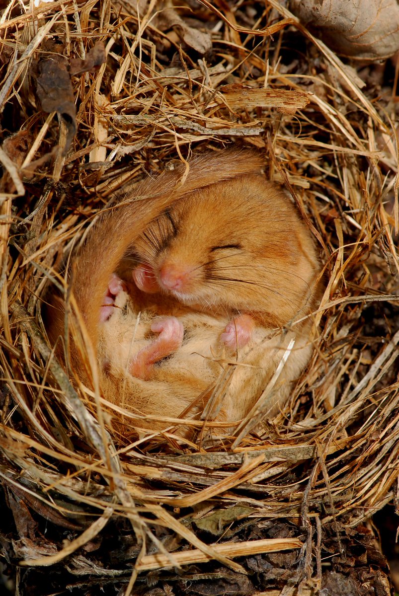 Shhh, don't wake him!

Since discovering an active population of dormice in the hedgerows of <a href="/WWTArundel/">WWT Arundel Wetland Centre</a>, we've provided wooden boxes around the site for them to nest in.

<a href="/BBCSpringwatch/">BBC Springwatch</a> #Autumnwatch
