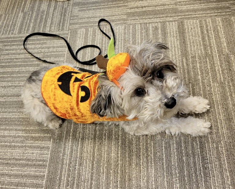 COSAirport's tweet image. 🎃 Trick or treat! 

🐾 Kiwi is ready for Halloween!

#PAWS4COS
