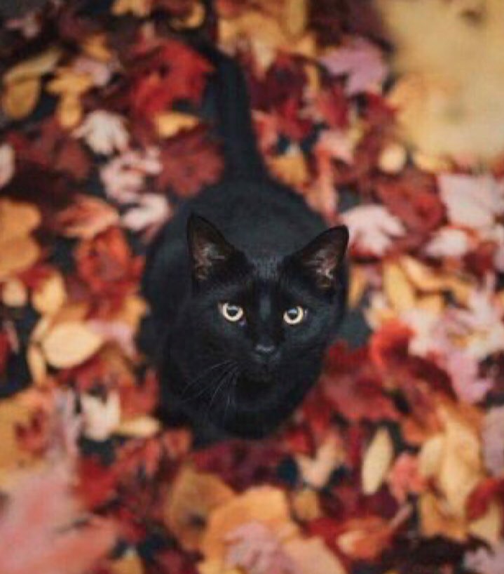 #NationalBlackCatDay falls on 27 Oct. Black cats are amazing! In #Wales they bring good luck to the home as they “chase all ills away”, & in #Scotland if a #blackcat shows up at your door, it is a sign that wealth is coming your way!#FolkloreThursday #Halloween #BookChatWeekly