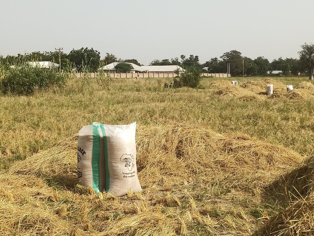 Dawa911's tweet photo. Make una join musa thank Almighty Allah for a bountiful harvest despite the floods musa was able to bag over 20 bags of Rice. Soya beans and Cowpea loading. We must acknowledge Manual Labour and upgrade to Auto to grow form consumption to production. 
Vote Wisely is Vote Obi https://t.co/xv0Yj4esWf