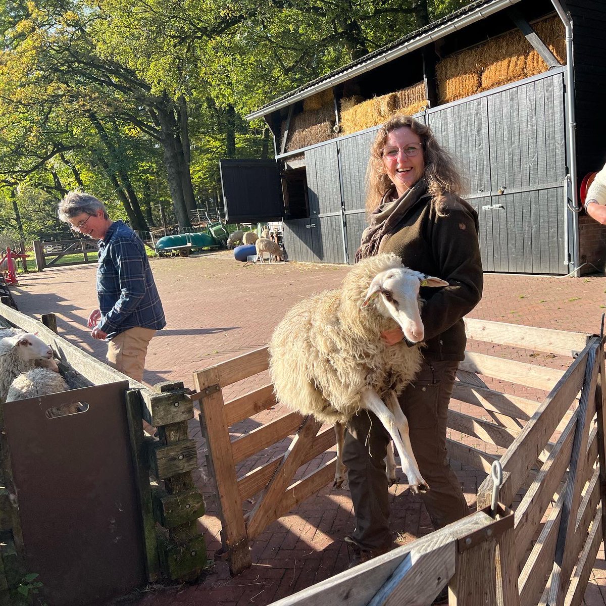 Een hele dag keuren! <a href="/ArjenInfo/">Arjen Daalhuisen .</a> neemt het certificaat in ontvangst en poseert en met de mooiste ooilammeren. Dan door naar <a href="/Herderinn/">Cynthia Berendsen</a> waar we hetzelfde doen. #stamboekveluwsheideschaap #paraplubestand #szh #loenermark #rhedenseschaapskudde