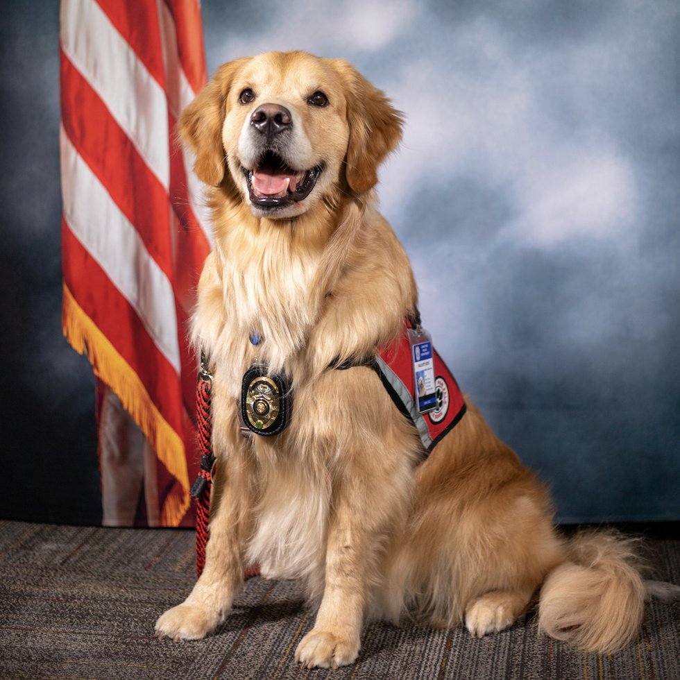 CityofLoneTree's tweet photo. 🧵 🐾 Mikey the Lone Tree Facility Dog is an amazing member of the City of Lone Tree family. Mikey helps provide calming support for victims of crime in Lone Tree and joy to all who get the chance to spend time with Lone Tree’s favorite four-legged gentleman! 1/4 https://t.co/MeJvYZ5pjf