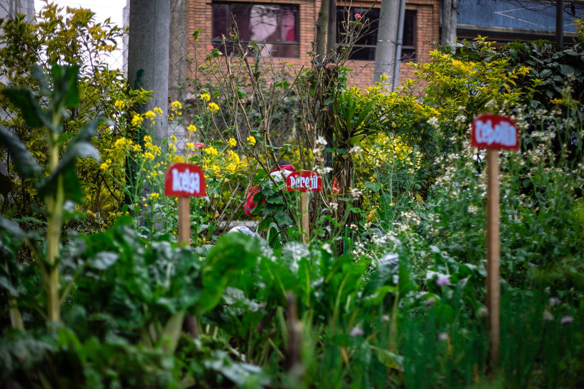 JBotanicoBogota's tweet photo. #Cuartaparada de la Ruta Agroecológica de @Alcaldiakennedy: Huerta comunitaria Monterrey, encontrarás elaboración de pomadas con plantas medicinales, mercado verde y muchas actividades más
#dehuertaenhuerta
#BogotáReverdece #LaBogotáQueEstamosConstruyendo https://t.co/GVw23OFuvE