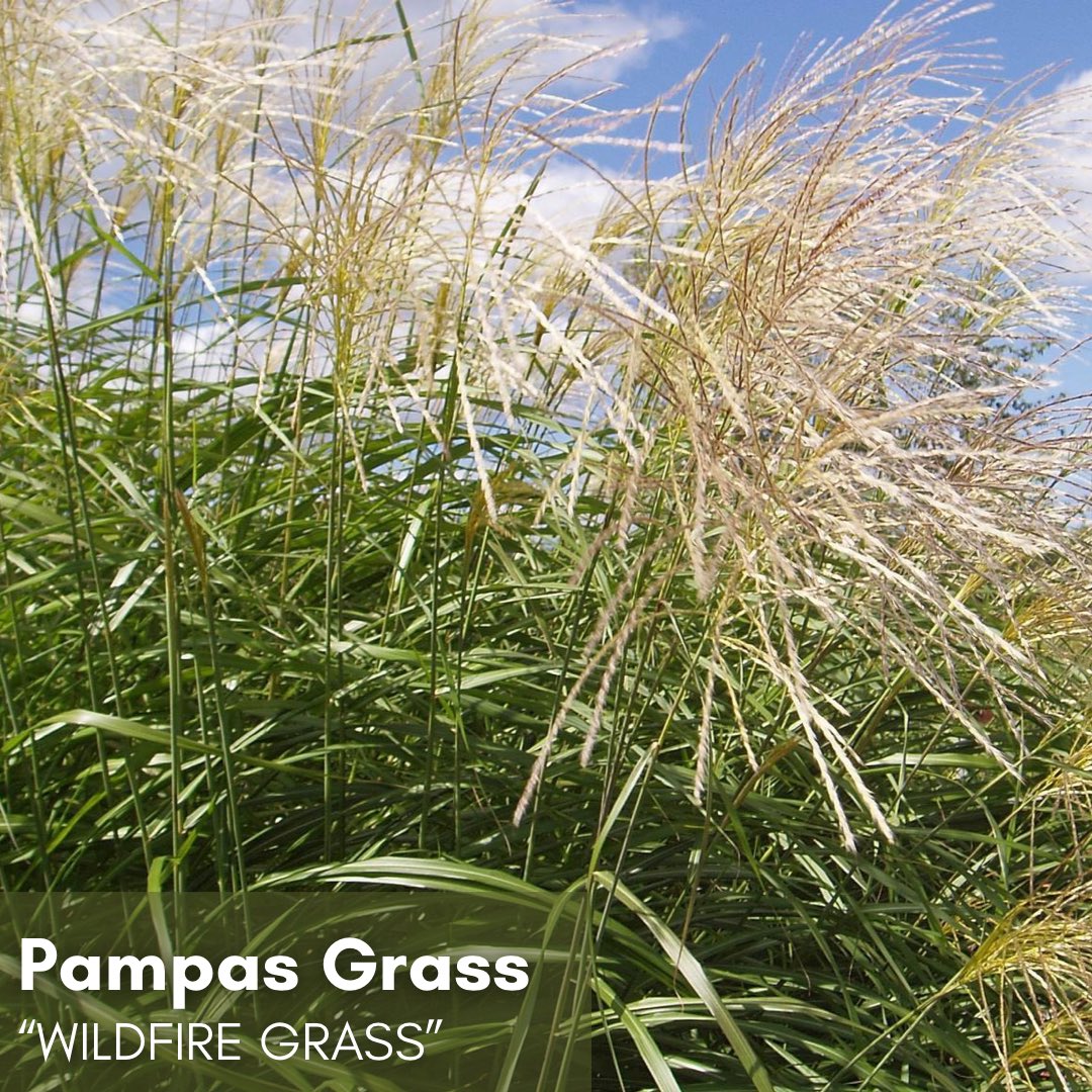 EcoForesters's tweet photo. Our Invasive Species of the Week is Chinese silver grass, more commonly known as Pampas grass! Those who came to our recent Landowner Workshop might remember us mentioning this species. Regionally, it’s known as Madison County’s “wildfire grass”. 📷: Leslie J. Mehrhoff (cc-by) https://t.co/RnAnRkZxS8