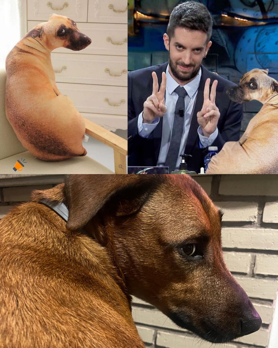 RoEnLaRed's tweet photo. La cara de mi perro cuando se ve en @LaResistencia https://t.co/iZbinJTaTI