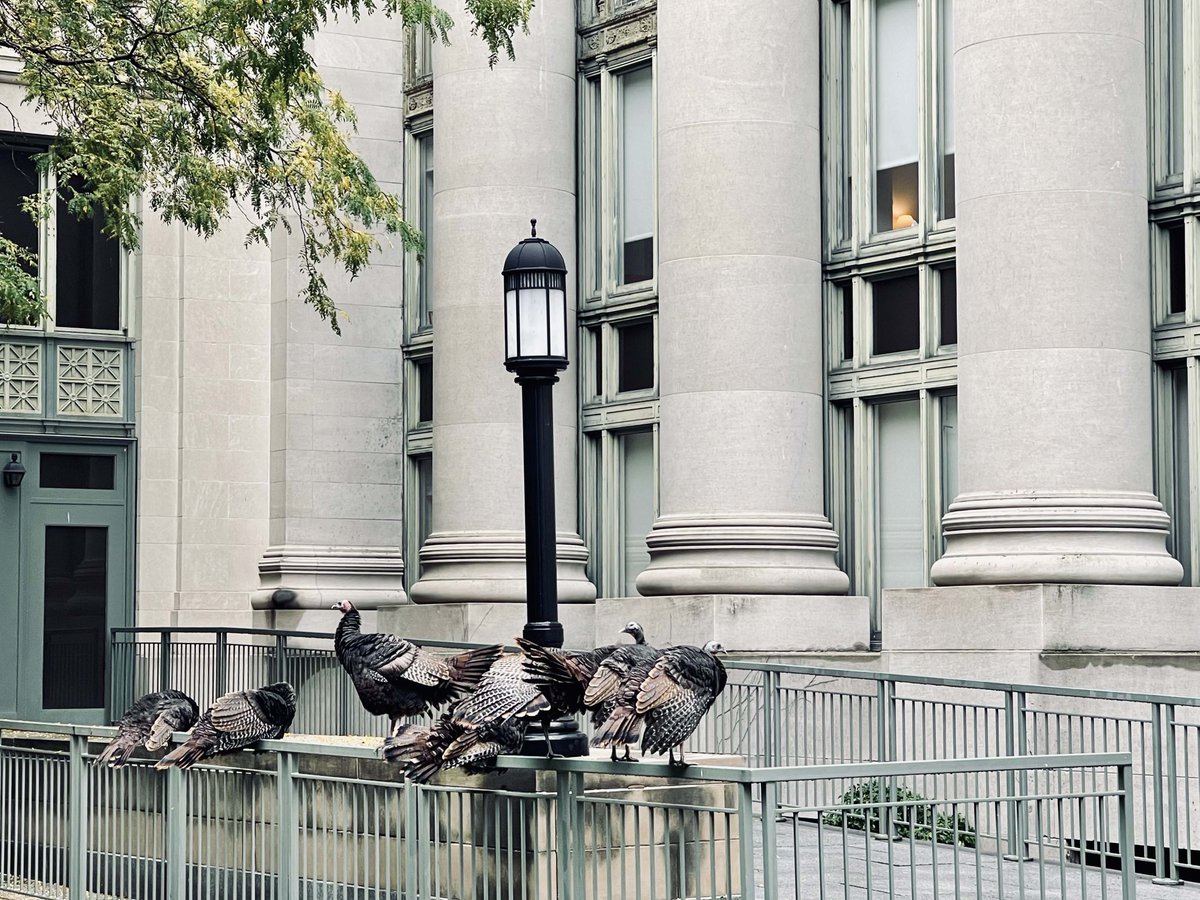 Spotted outside Langdell. What are they plotting 🤨 #TurkeysOfCambridge