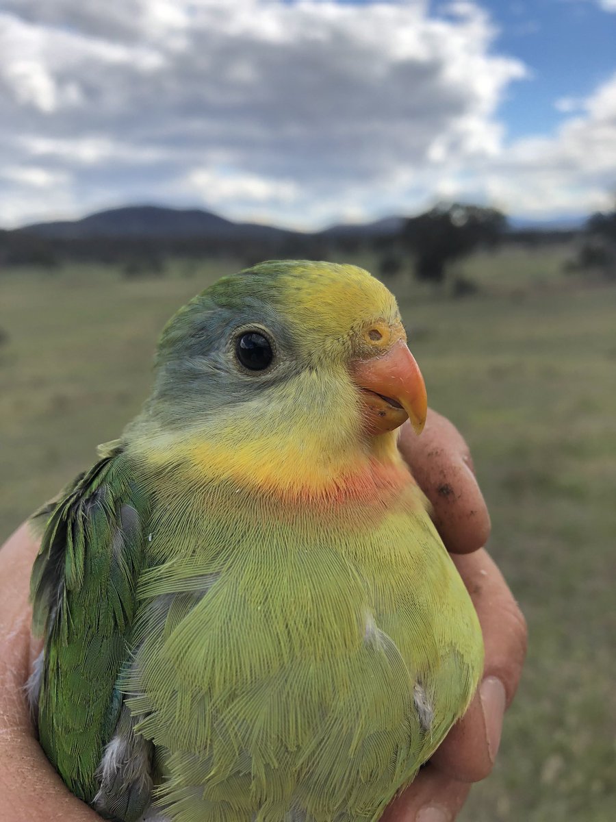 Fun fact - some kid superb parrots have colours that look just like their dads - BUT colour is a bad predictor of sex in juveniles! About half of ‘male coloured’ kids are actually female 🎨👀

superb parrots aren’t worried about binaries