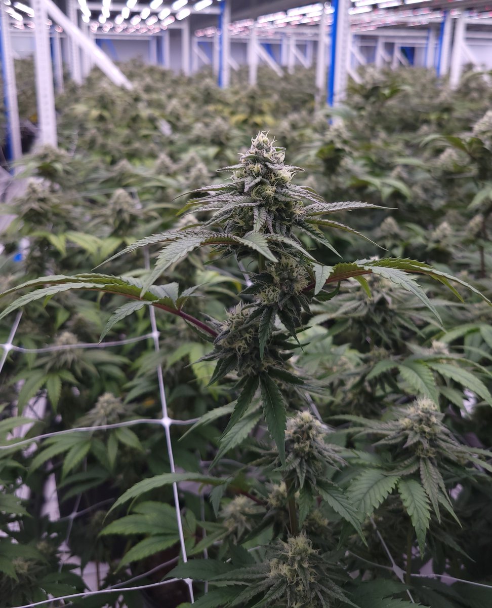 Here's our current Galaxy grow. Have you tried Violet Tourist's (<a href="/brntgroup/">BRNT Group</a>) Galaxy yet? Let us know! 👇️

It's now available across Alberta in dried flower and pre-rolls.