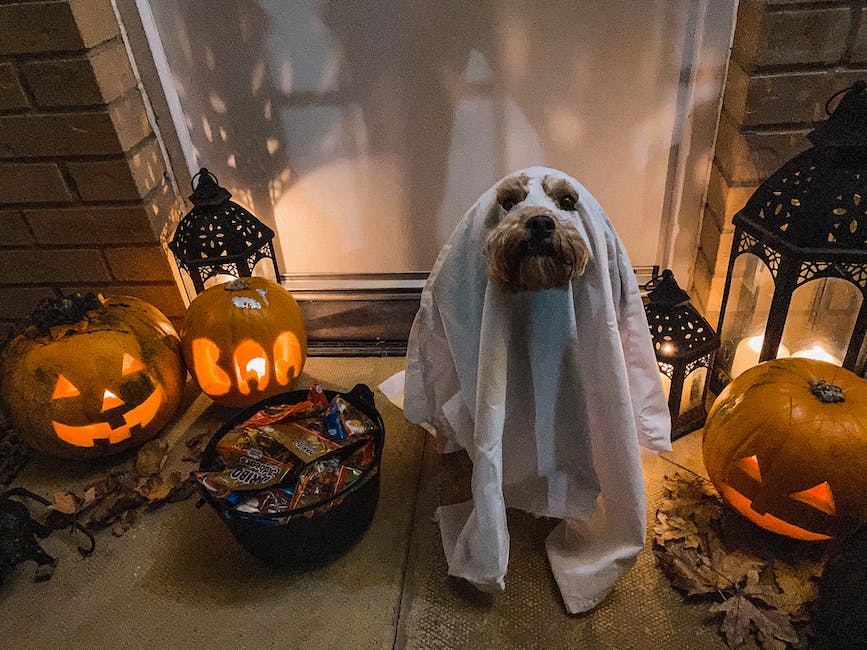 🐶 Keep your pets safe this Halloween with these tips: 👻 Provide a safe, secure space during the trick-or-treating time. Pets may not enjoy all the noise 👻 Keep chocolate away as it can be poisonous 👻 Keep your pet on a leash or behind a gate away from the door