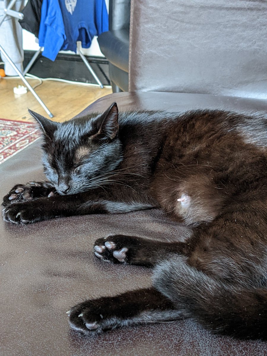 mashmato_'s tweet photo. @ellen__jones Not mine but our visiting cat friend chilling with us in the living room like a queen 👑 https://t.co/bombOP3iKR