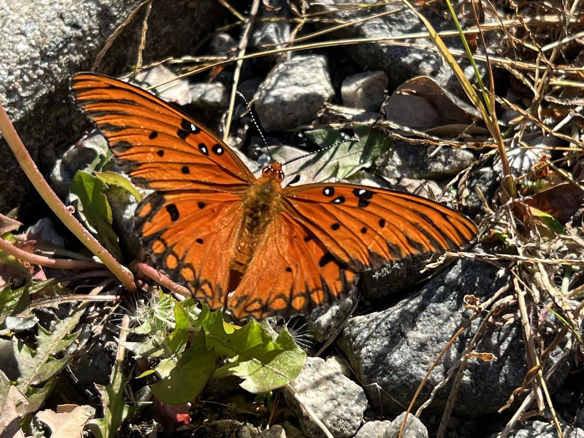 cheedoh's tweet image. Met this lovely one. My spirit feels like this when I reconnect with my people at #FileMaker #pauseonerror