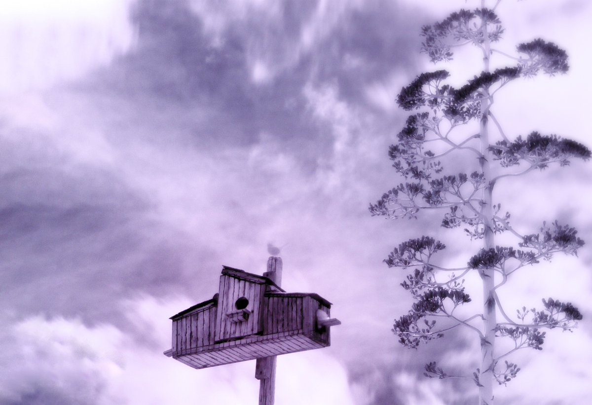 Total BlamBlam tweet media