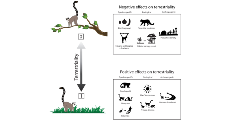 TheRealNYCEP's tweet photo. Increased ground use by primates from the Americas and Madagascar is associated with multiple ecological drivers as well as species-specific traits, including a dietary shift away from fruits and larger group size @HunterPMELLab