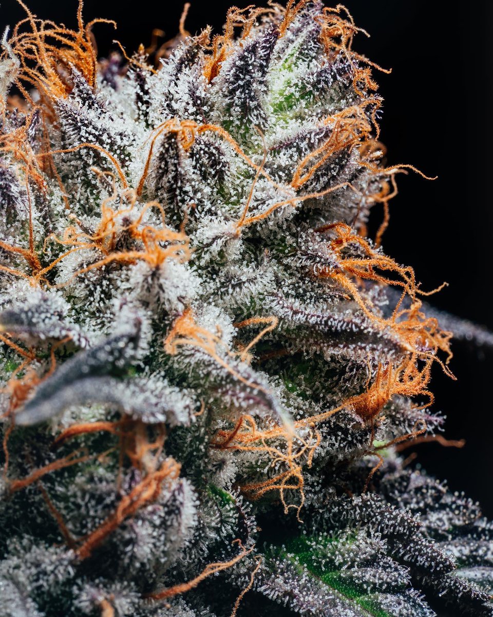 Sessions Highlife tweet media