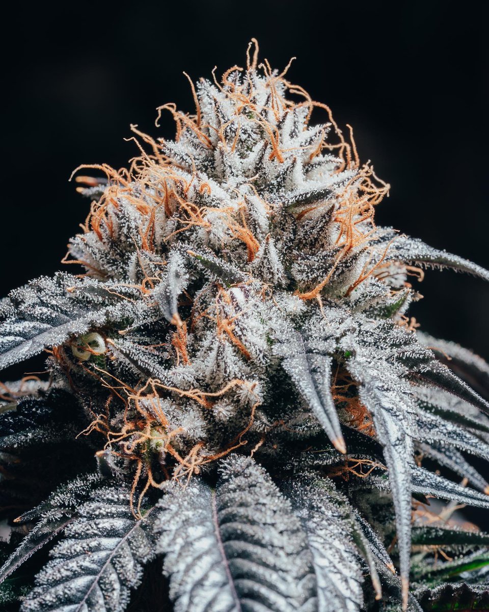 Sessions Highlife tweet media