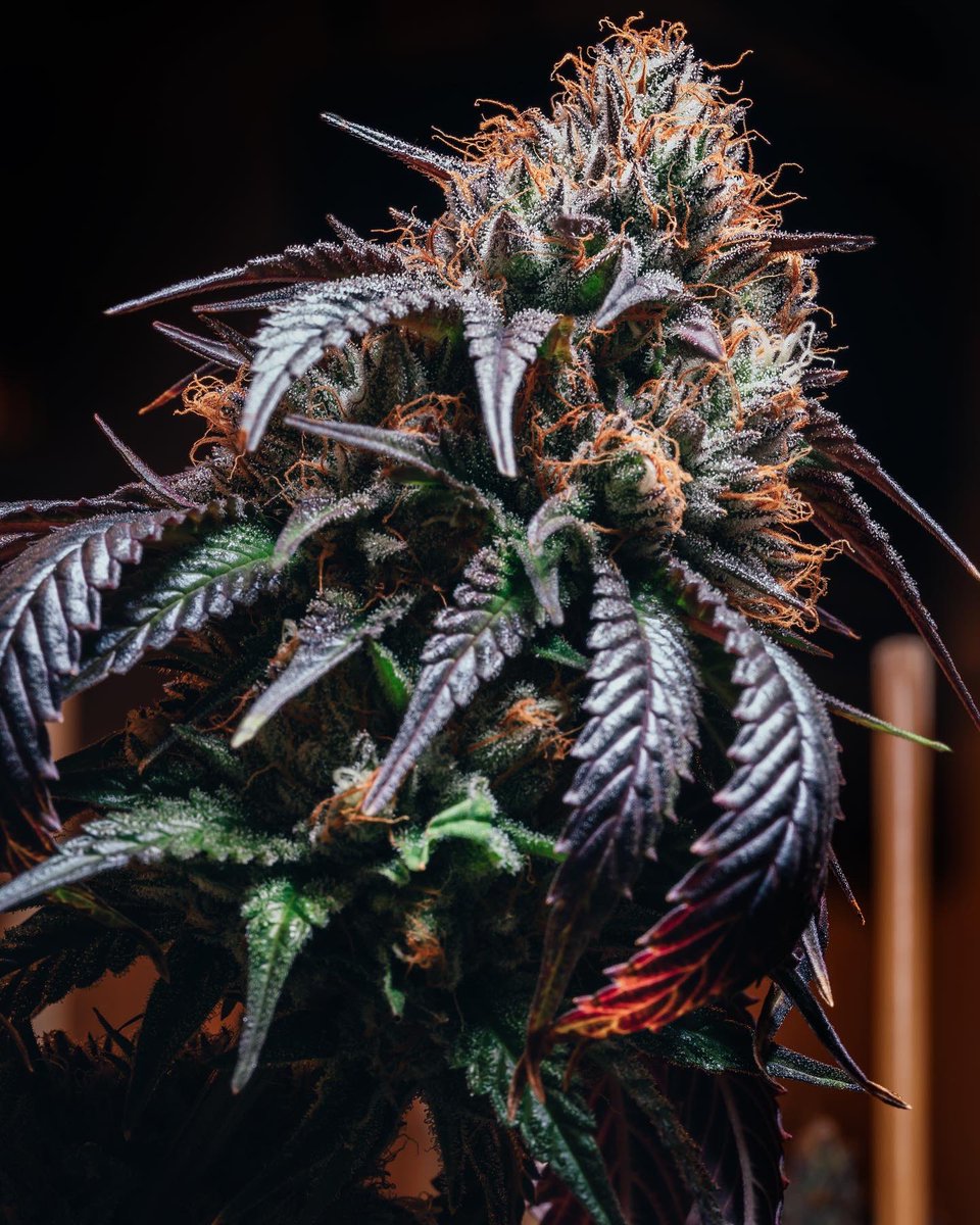 Sessions Highlife tweet media