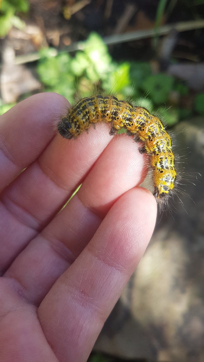 CarpeDiemJan's tweet photo. @belfastroadster @savebutterflies @WWTCastleEspie My recent wonderful find was a #BuffTip caterpillar, who then pupated and left his wooly coat behind 😊 https://t.co/C6Max0l6i9