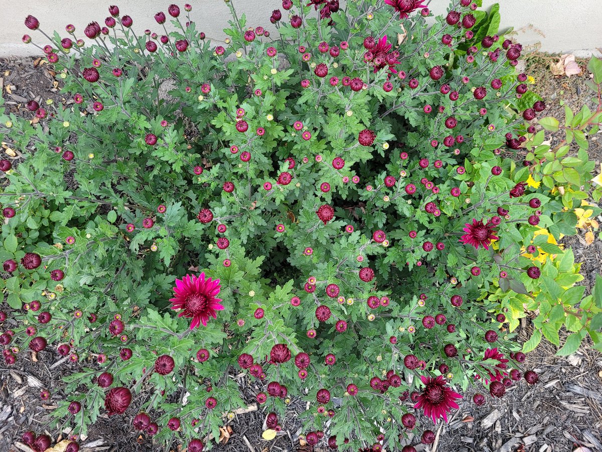 Hubby gifted me this little mum plant in early summer, and I transplanted it into my front garden.  All summer she just grew bigger and bigger and finally she is beginning to bloom and I am in love with her! #latebloomer #pretty #gardening