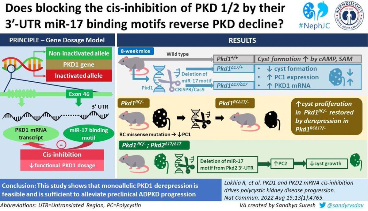 Welcome to #TenTweetNephJC

✳️10 tweets #NephJC catch-up ✳️
Perplexed by how gene dosage plays a rol...