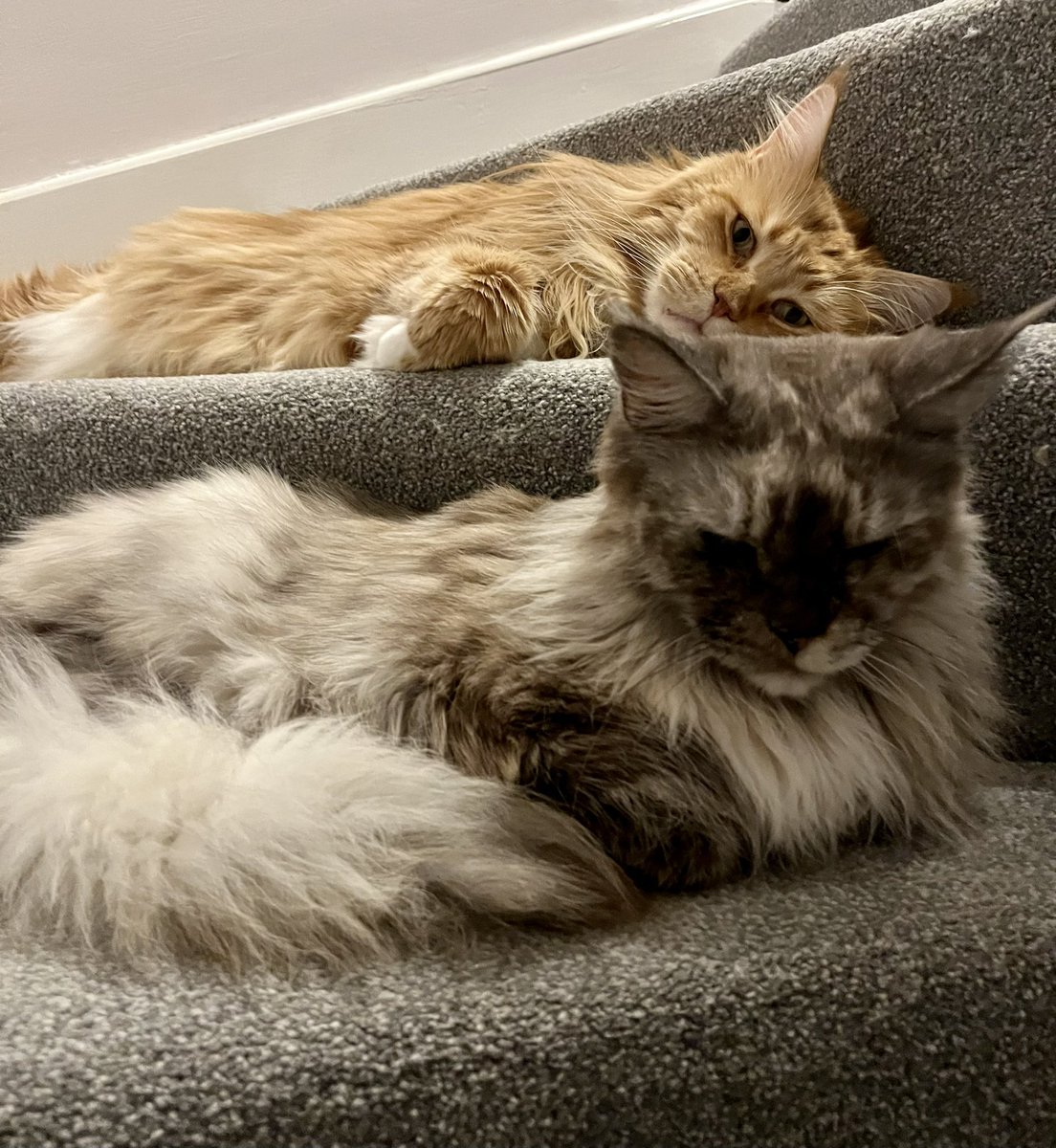 RosieandHarryMC's tweet photo. You’re gonna have step over us to get to bed. #CatsOfTwitter #Night #shallnotpass https://t.co/ofs8GidWZE
