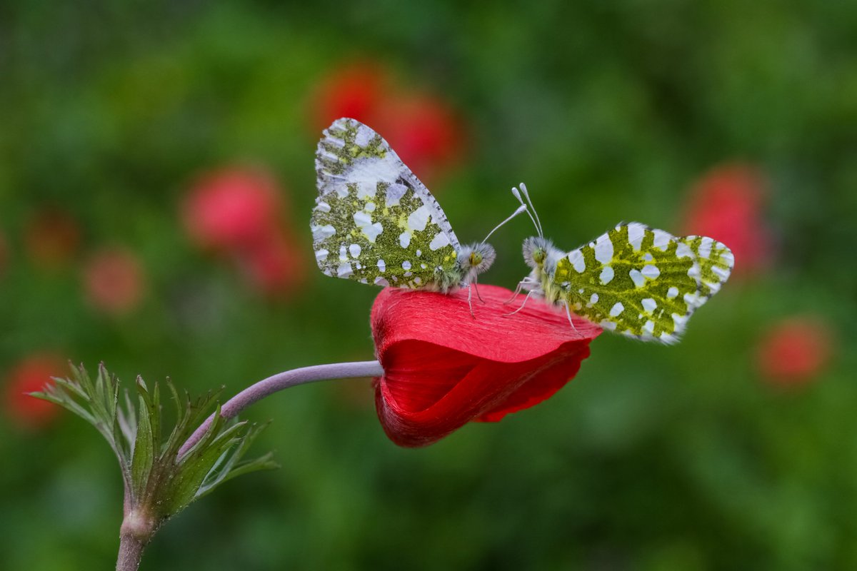 Mehmet Karaca tweet media