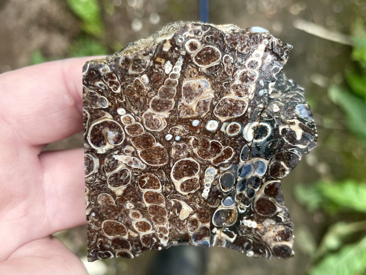 This rock is commonly called turritella agate, but these gastropods are actually a fresh water Eocene species called Elimia tenera 🐚 they’re like adorable tiny wee unicorn horns 🦄