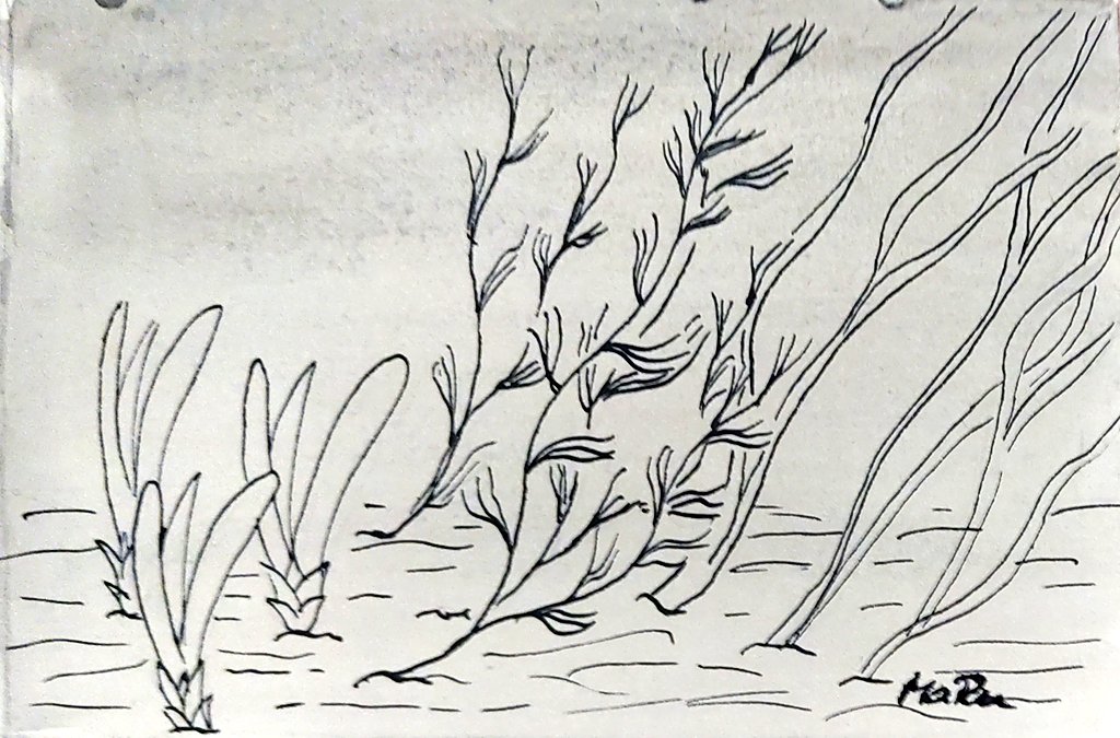 MariaRudat's tweet photo. #struepptober2022
26 l Seegras
Hier: Thalassia, Zwerge Seegras und gewöhnliches Seegras.
#kleineKunstklasse https://t.co/jfwLteUomv