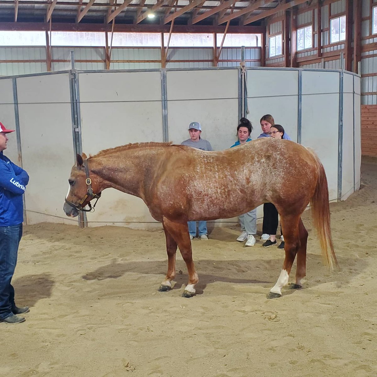 ohs_ncffa's tweet photo. A huge thank you to Josh Faulkner, the trainer &amp; farm manager at Leavell Farms for giving us a tour of the farm and sharing his expertise to our Horse Evaluation team! https://t.co/Rz7GJg84RP