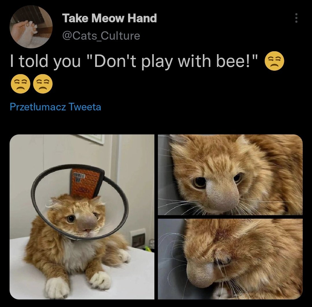 cattwtstruggle's tweet photo. . @Cats_Culture https://t.co/bbKFf3nWUw