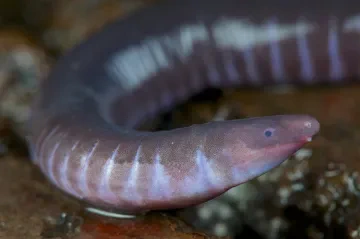 so since i'm studying biology i'm basically just learning about lots of fucked up creatures. these are the third group of amphibians alongside frogs and  gymnophiona/caecilian. 