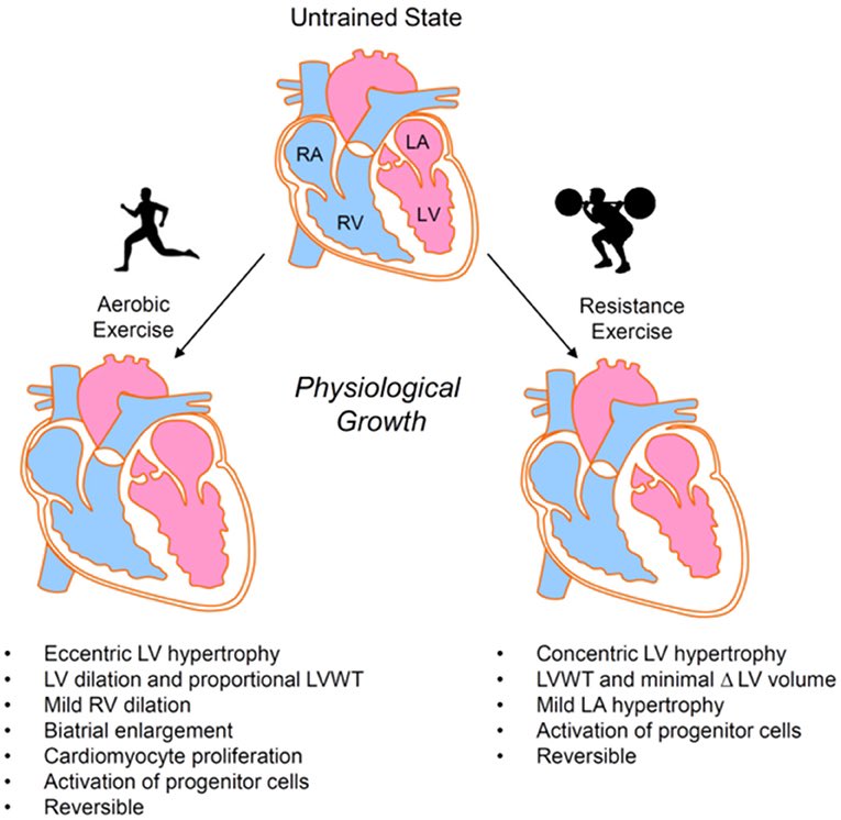 Exercise-induced cardiac growth. Aerobic and resistance exercise elicit different forms of physiological cardiac remodeling… frontiersin.org/articles/10.33…