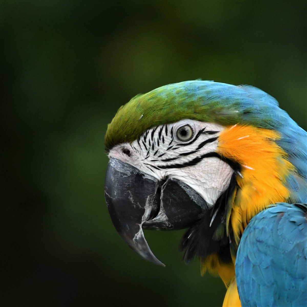 ルリコンゴウインコ様専用 Cbmev Org Br ルリコンゴウインコ様専用 Cbmev Org Br