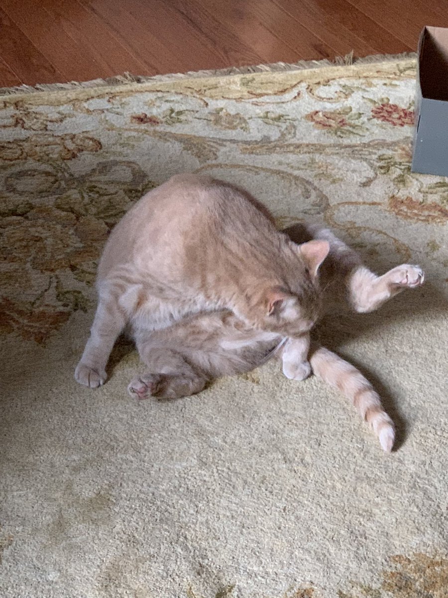 susangr144's tweet photo. Cleeming mine missing jonk… aka licken’ mine chimken😺 #Sandyboy https://t.co/SYGUQz62fJ