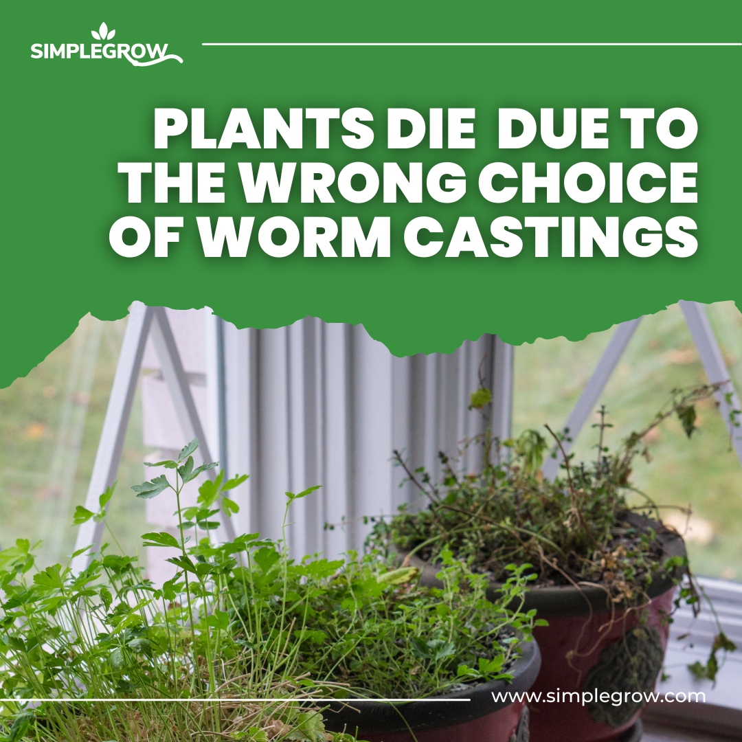 Simple Grow tweet media