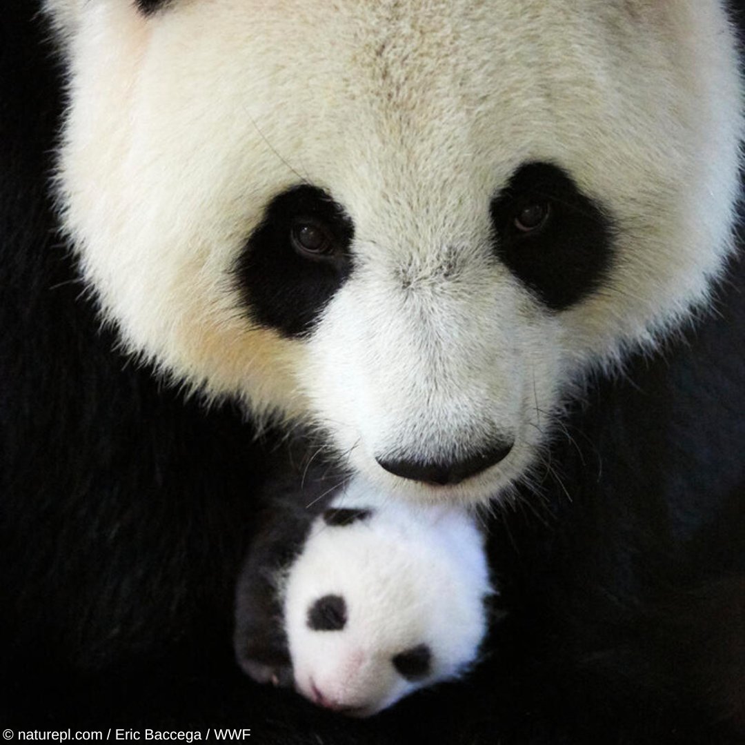 Happy Panda Day! Here a Giant panda holds a baby of just one month 😍