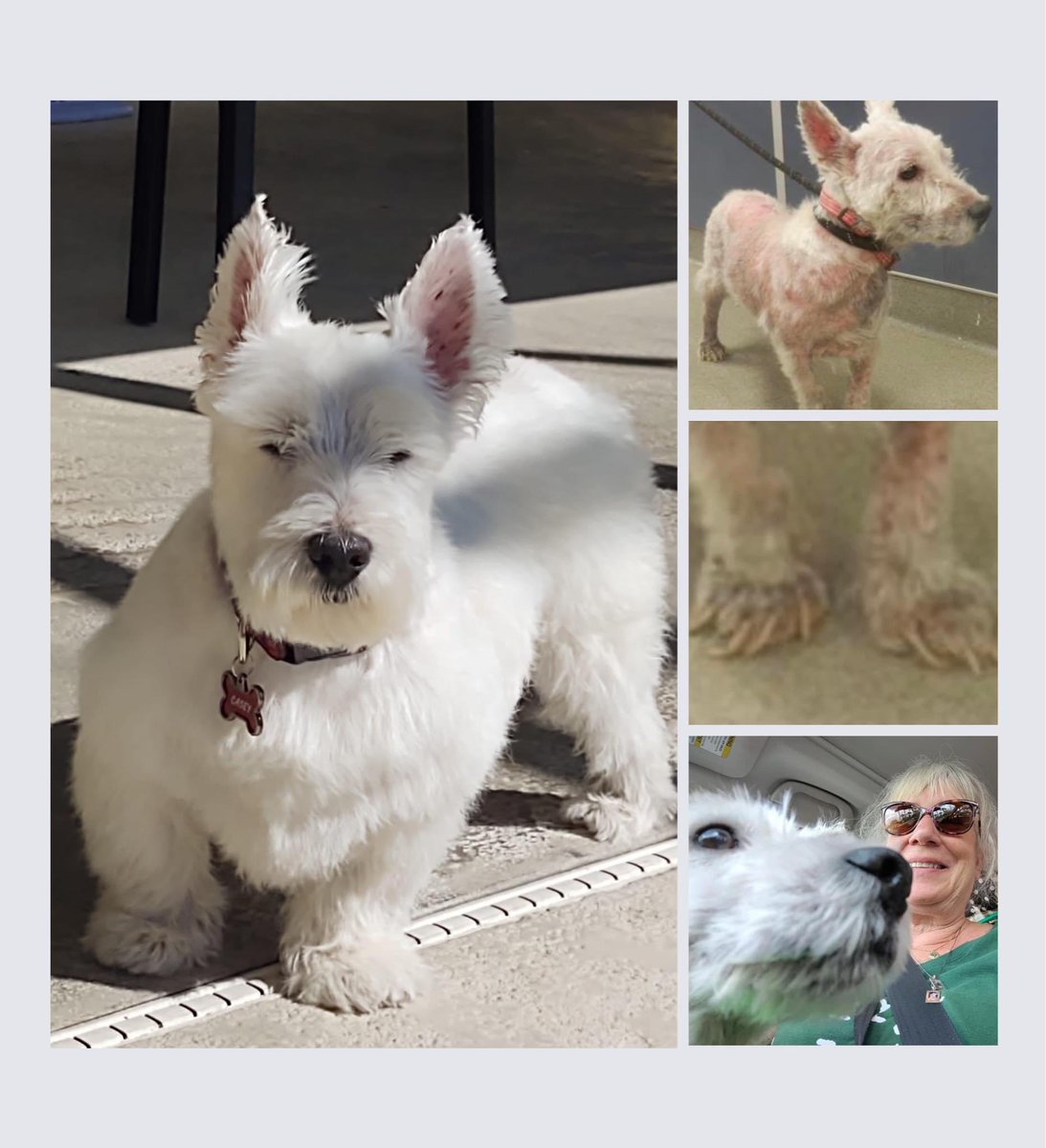 100+ Abandoned Dogs tweet media