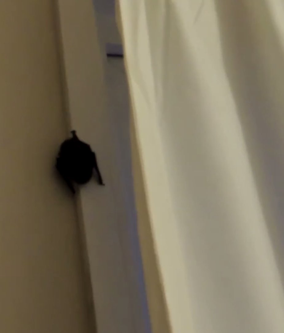 weatherboysteve's tweet photo. I didn’t have a good camera then but I will never forget the day a bat flew in our house in the middle of the night. It flew back out and returned the next day in the kitchen . https://t.co/rEsXBF3EUd