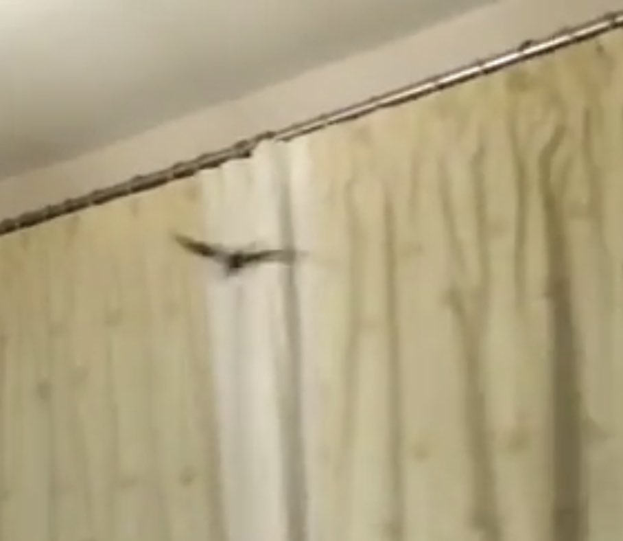 weatherboysteve's tweet photo. I didn’t have a good camera then but I will never forget the day a bat flew in our house in the middle of the night. It flew back out and returned the next day in the kitchen . https://t.co/rEsXBF3EUd