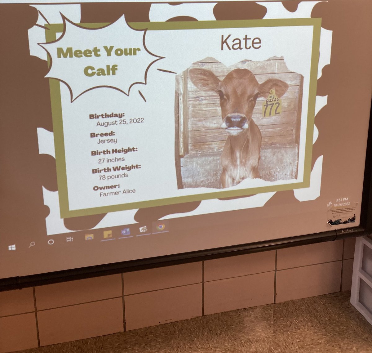 A colleague gets full credit for telling me about it end of last school year, but we signed up to adopt a calf for our class this year! So excited for my kindergarteners to learn about cows and how farms work, etc. with Kate and her farmers/care takers! 🐮❤️#kindergarten