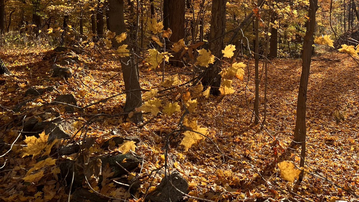 ianmdow's tweet photo. The view from the top of Ridgebury Mtn. 🍂 10/26/2022
#Ridgebury https://t.co/8d890kbu66