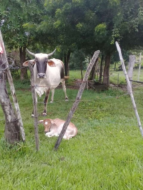 LuqueOmaira's tweet photo. La vaca mariposa,tuvo un terné, un becerrito lindo, como un bebé.
Esto es en mi campo.
#Bitubu
#Chejende
#Trujillo https://t.co/CINe0G5GX6