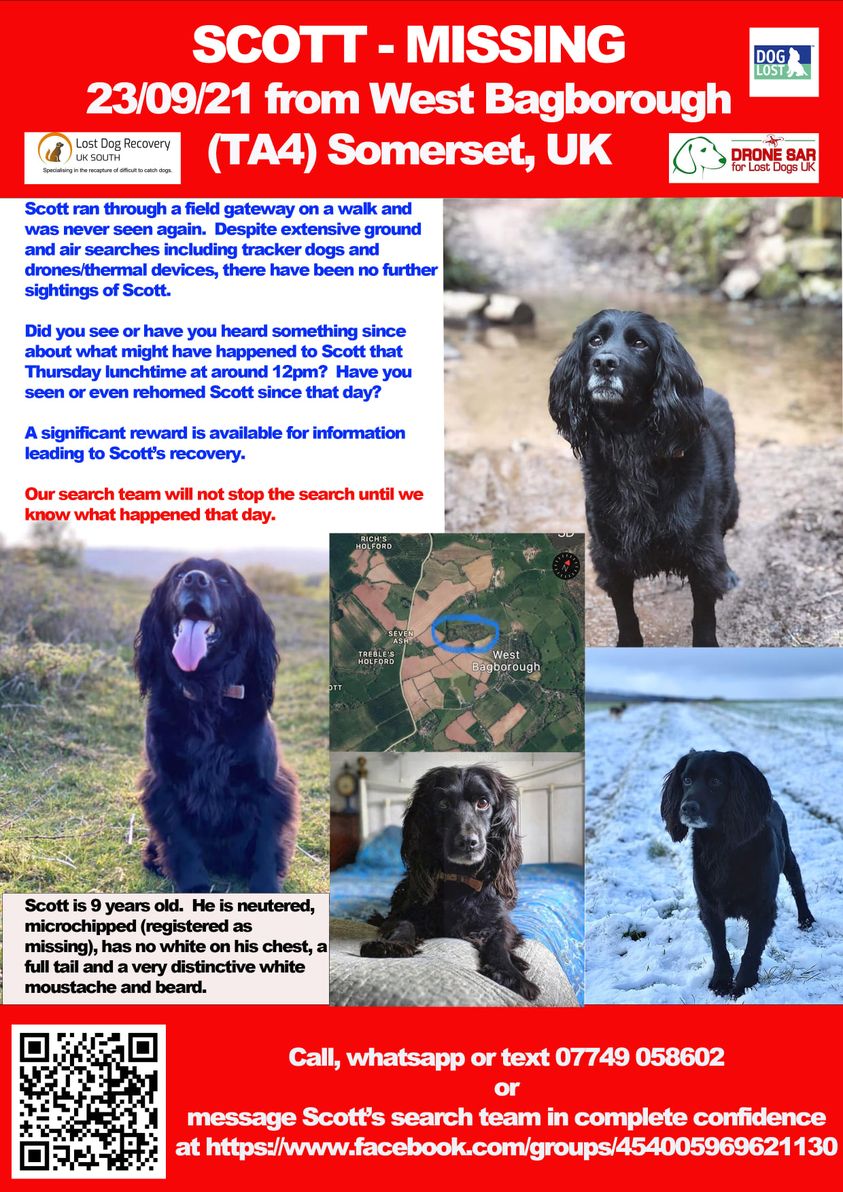 The_Animal_Team's tweet photo. 🆘 STILL MISSING 🆘 Male #SpanielX #Scott went #missing on 23/9/21 from #WestBagborough #Taunton #Somerset #TA4 area. Black, chipped, neutered. Grey around mouth. DL: https://t.co/VAA7P4HtsX FB Group: https://t.co/NQolrTYOBO #MissingDog #dogsoftwitter https://t.co/fx6h4PxGIw