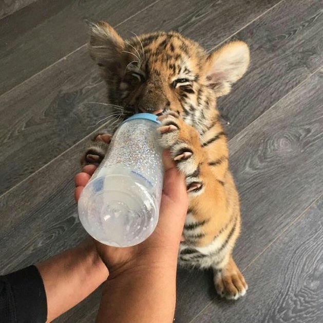 DRIP (@dript3r) on Twitter photo 