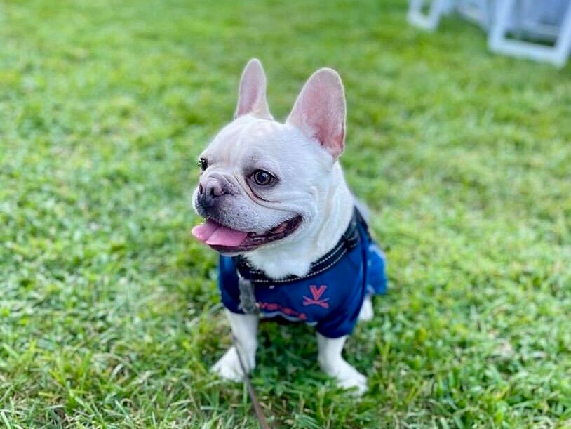 DardenMBA's tweet photo. Please take a moment to allow the #DogsofDarden to bless your timeline and brighten your day! ๐ ๐ถ
World, meet Laguna (yellow kerchief), Pepper & Theodore (blue shirt)!
#WhyDarden #UVADarden #wahoowa #DardenMBA #Cvilledogs https://t.co/0AQ6g0YqhC