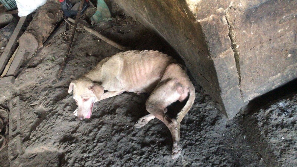 ColonBitcoin's tweet photo. 🚨LLAMADO URGENTE A TODO EL QUE PUEDA AYUDAR🚨
Son 75 perros entre hembras y machos y están muriendo de hambre, están a cargo de una señora ya de edad llamada Nuria y ella dice que no tiene para para la alimentacion, si quiere ayudar en #Bitcoin o con comida puede visitarlos en https://t.co/j2DhpUTBDe