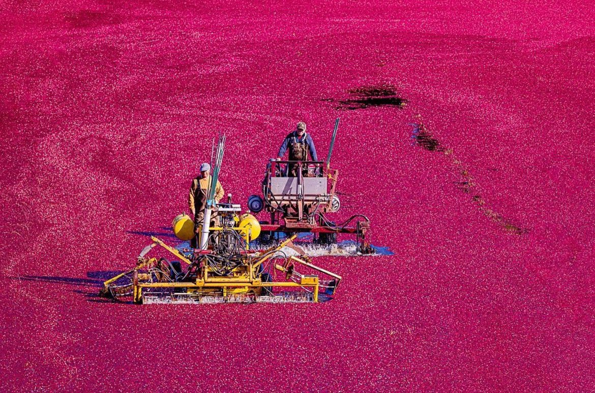 capeologypics's tweet image. A sea of cranberries. ♥️ How cool is this?! 🤩 Incredible shot by @davidlong3653 #capeology #capecod #falmouth
