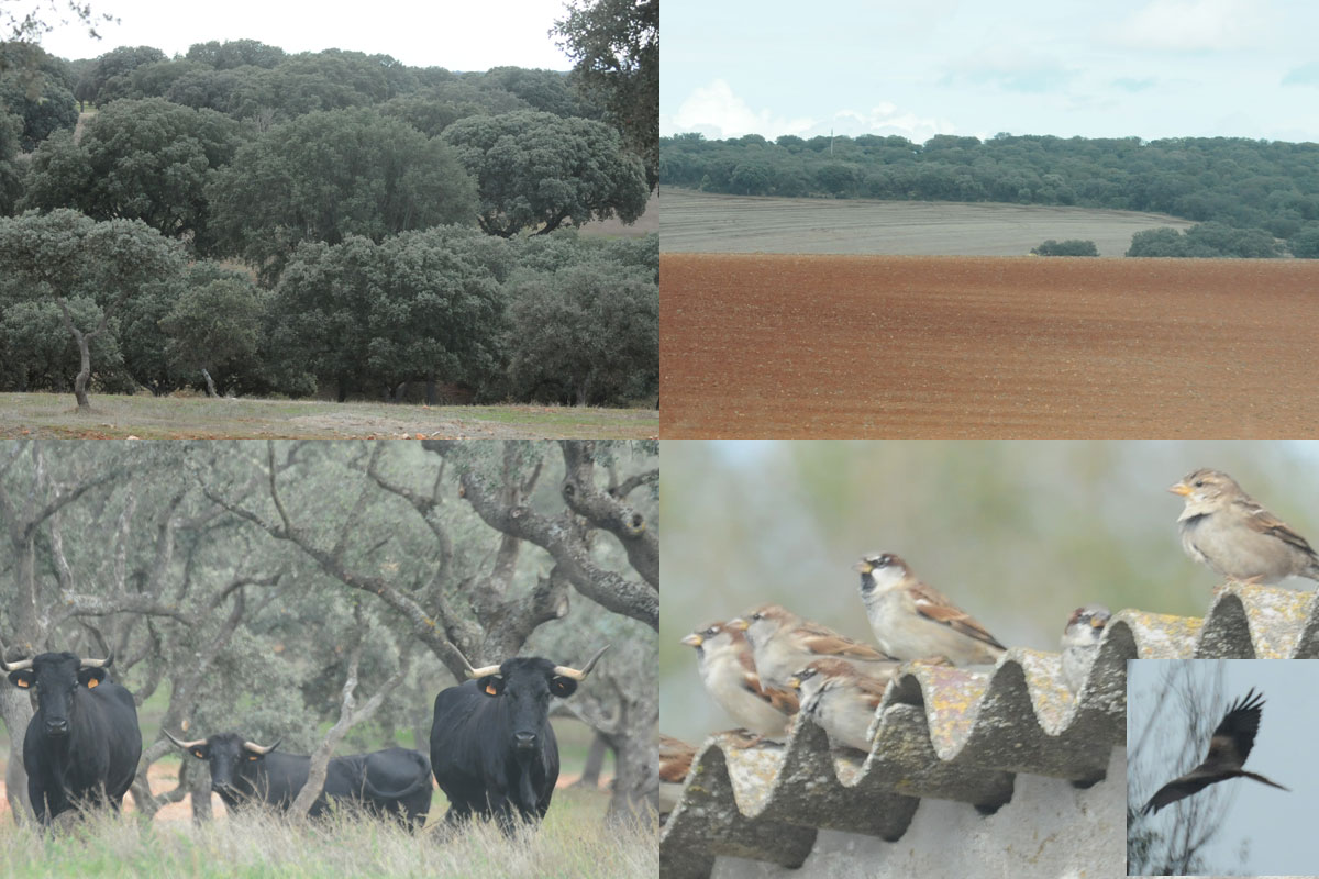 Visited the Muñovela experimental farm outside Salamanca as part of the IRNASA scientific advisory board visit this week. Aims to improve sustainable management of the traditional farming systems here.