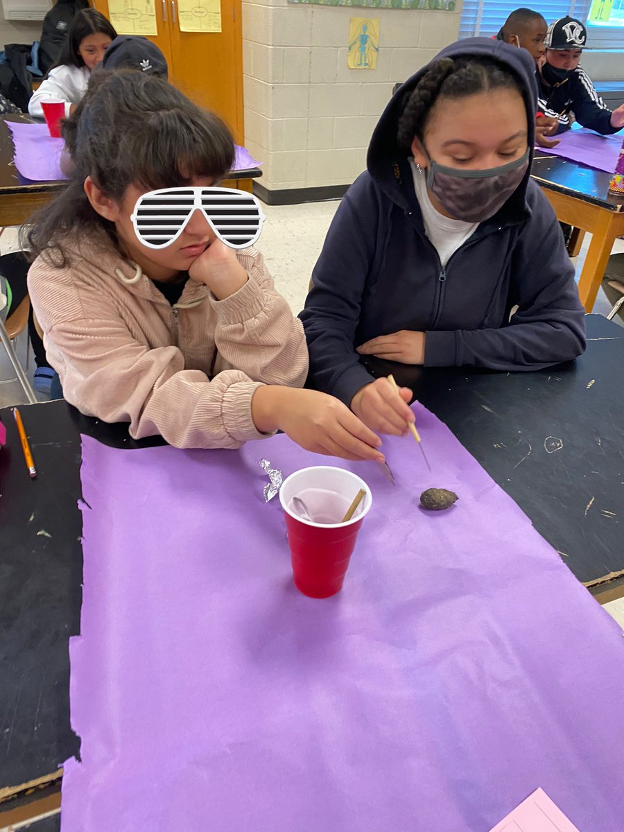 PeggyKoenig's tweet photo. Tying our knowledge of predator-prey relationships to real life today. 6th grade ornithologists dissected owl pellets to find out what was for dinner! Look at the intensity of focus of these scientists! #FranklinForward @SchifferB @FMS_BCPS @Fschrader1 @cgee_theAP @BCPSSci https://t.co/mPjC9eq2Ns