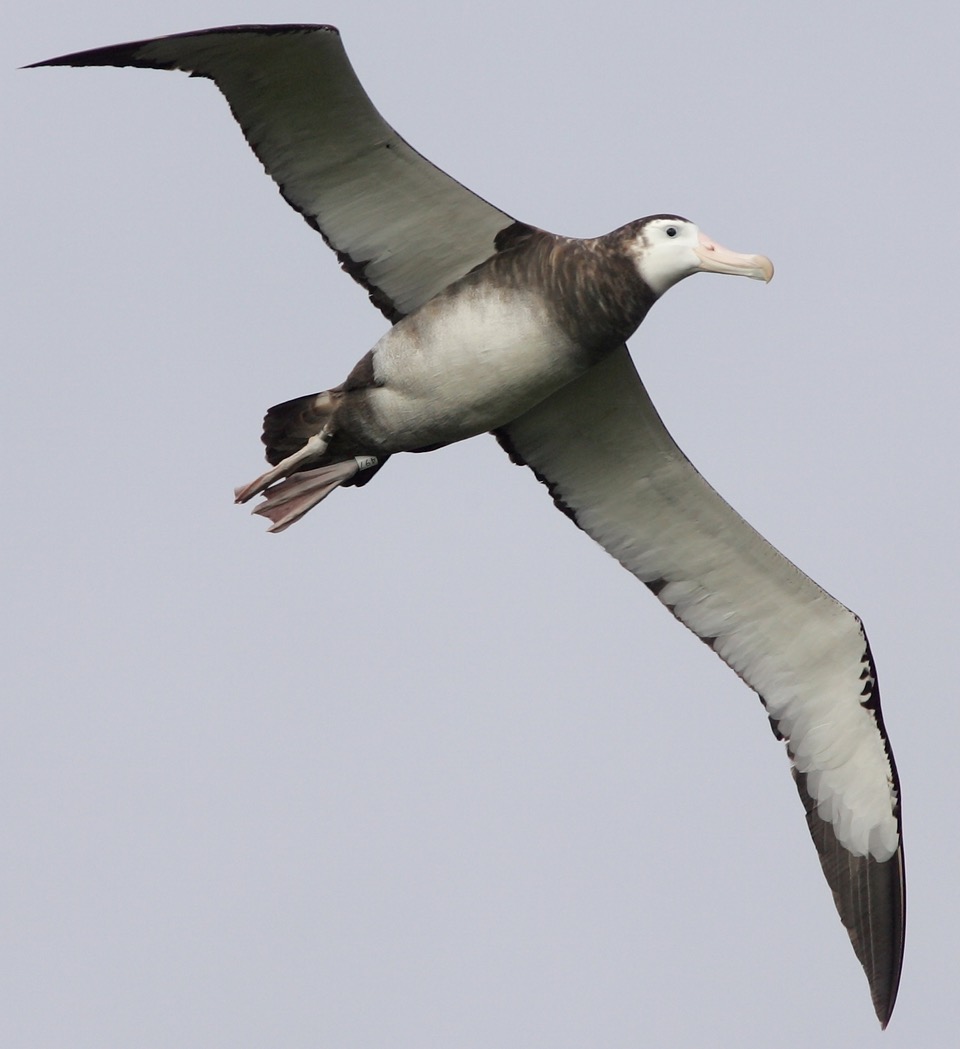 Who needs ROUNDNESS when you have these WINGS? 

LOOK AT THEM.

SO MAJESTIC

📷: K Walker
